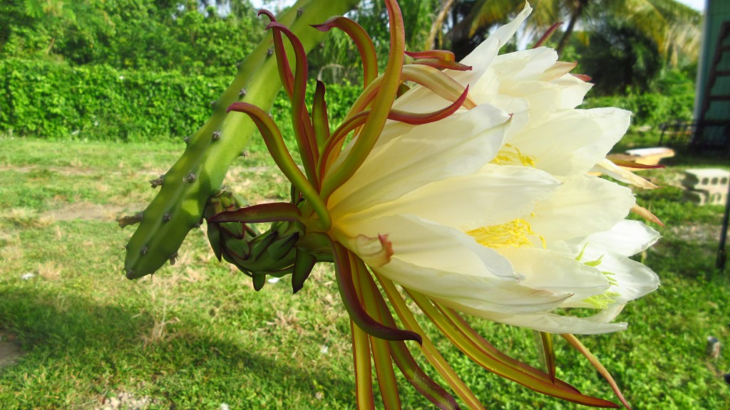 Daytime dragon fruit flower