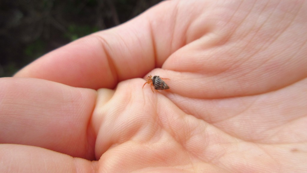 So tiny crab