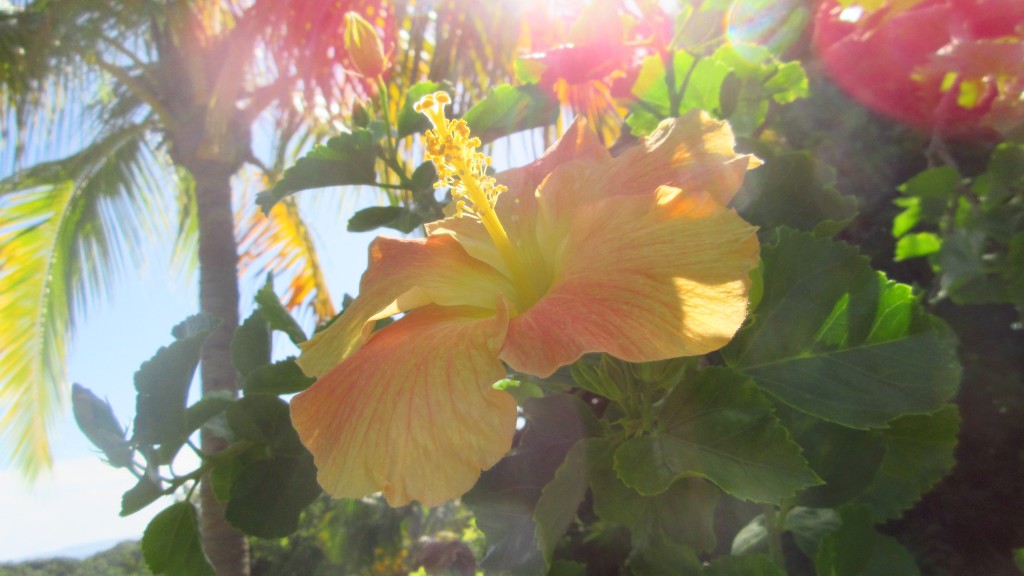 Hibiscus palm sun kissed