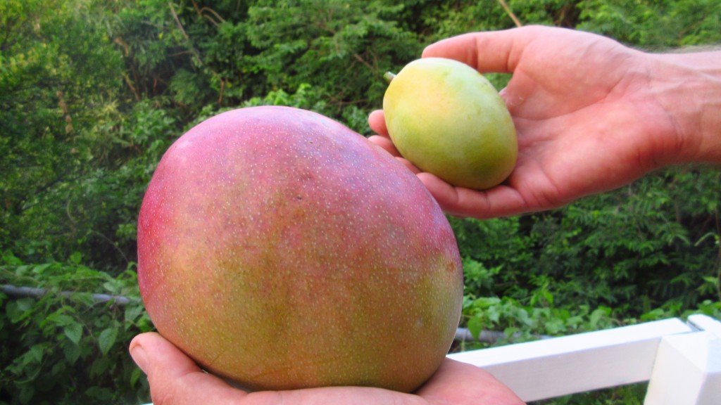 Massive mango and common