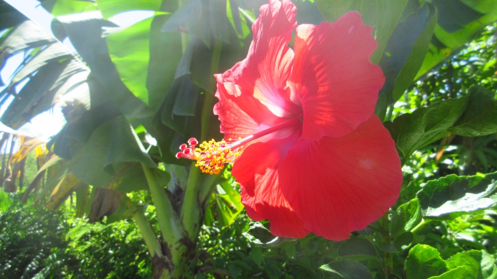 Hibiscus and banana