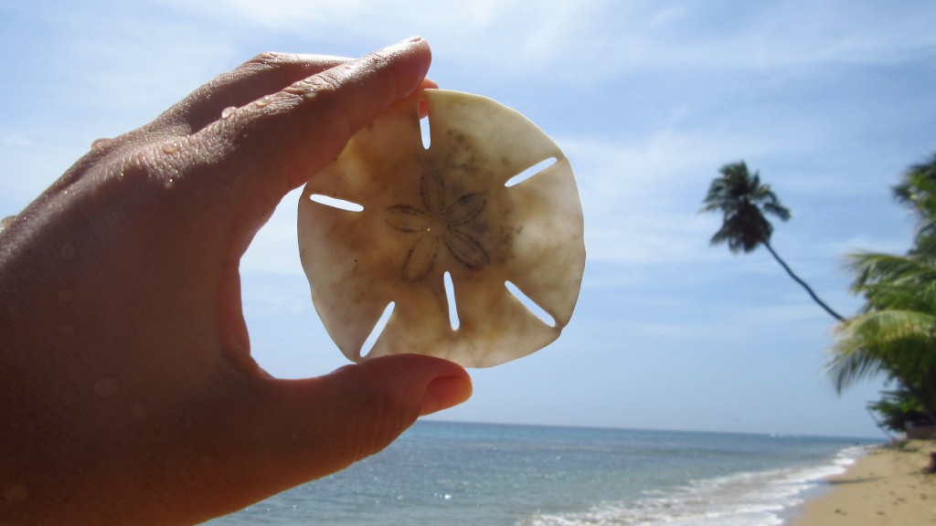 Sand dollar sky