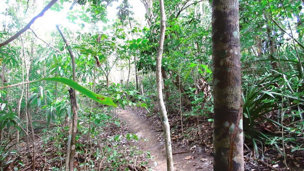 Trail to the cabin