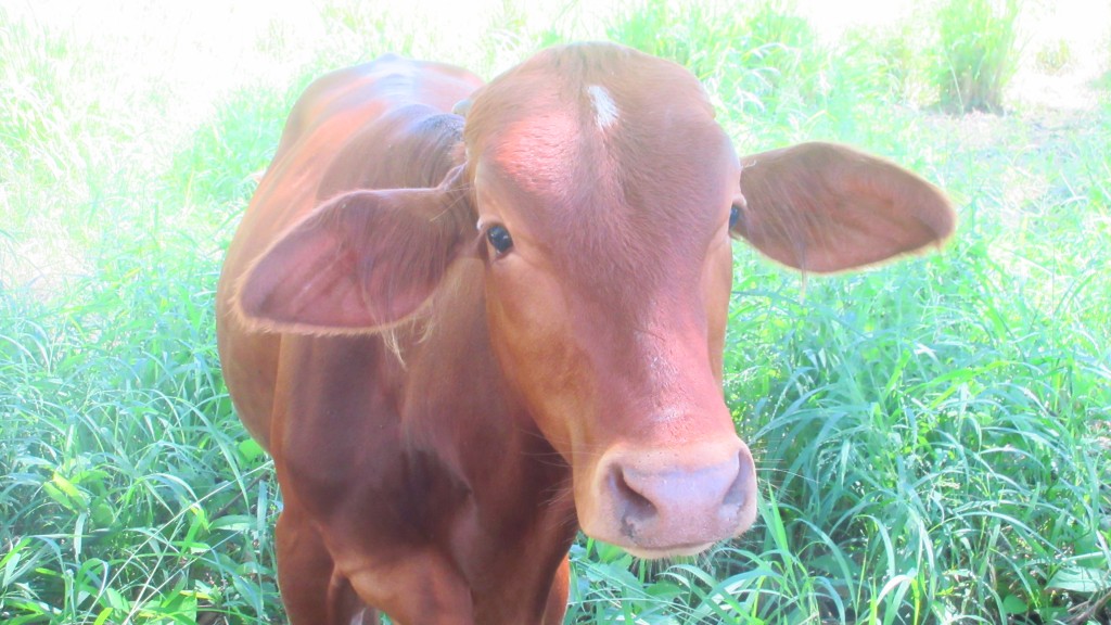 Cow at steps