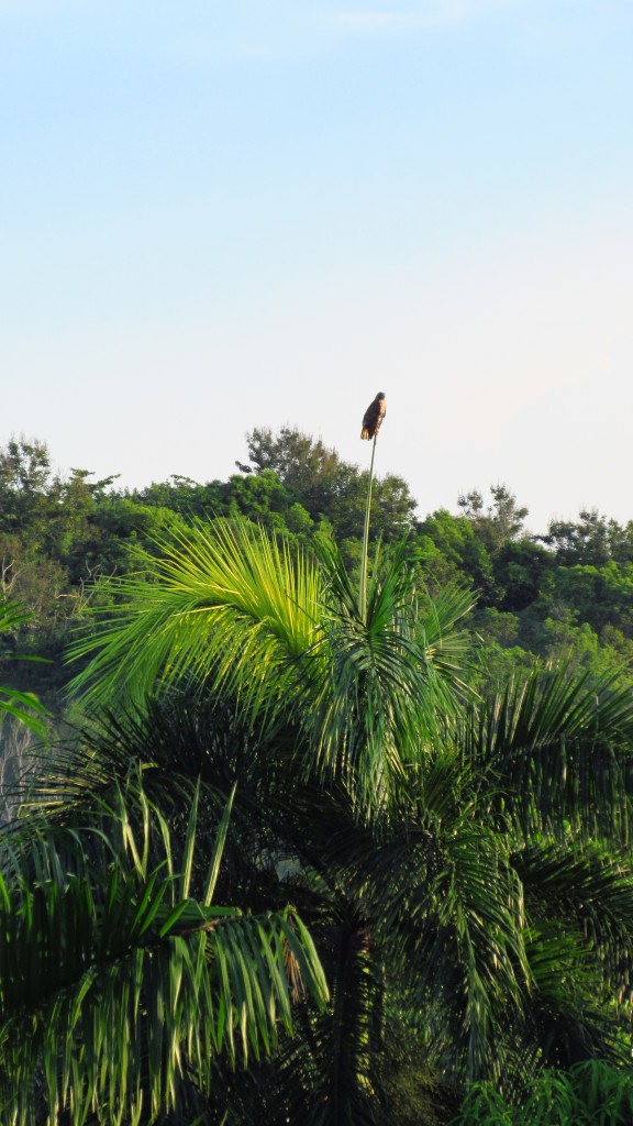 Hawk on a royal palm spire