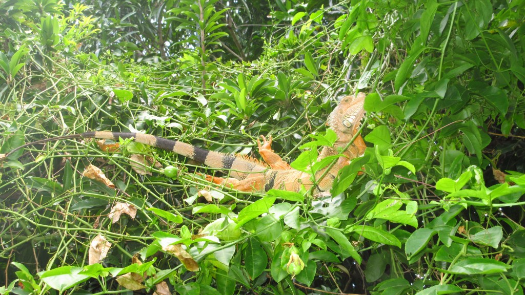 Iguana hammock