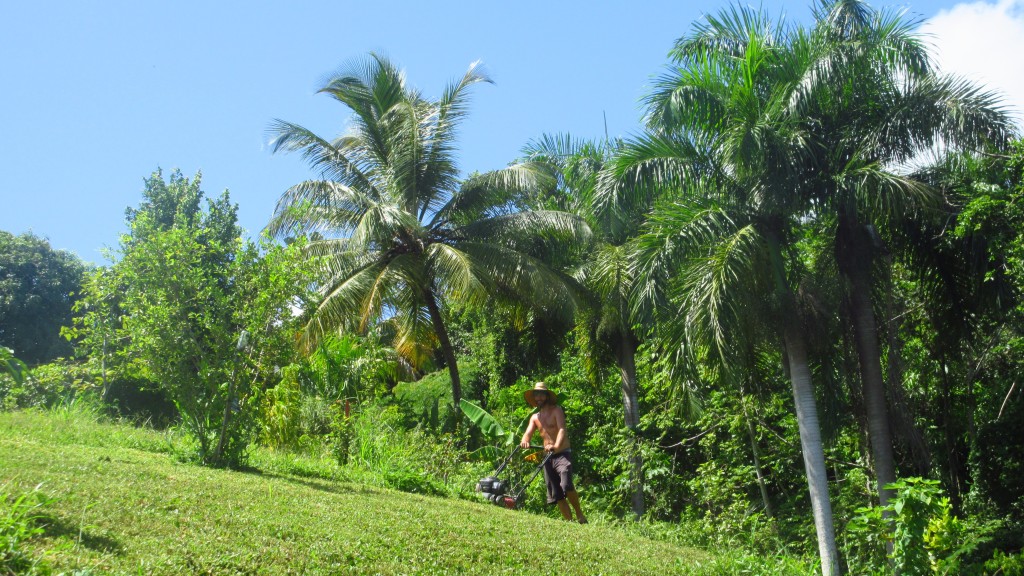 Mowing the lawn