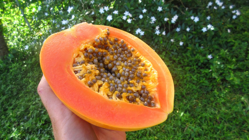 Papaya