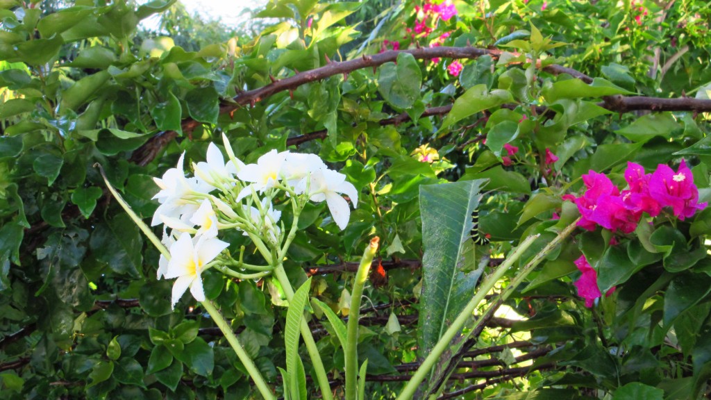 Plumeria trinitaria