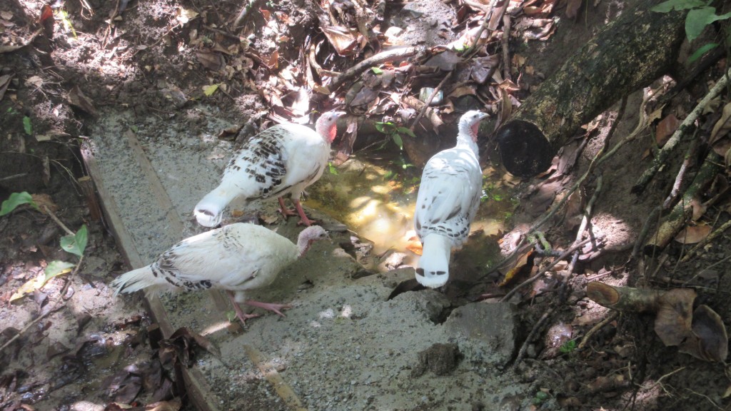 Turkeys after rainstorm concrete