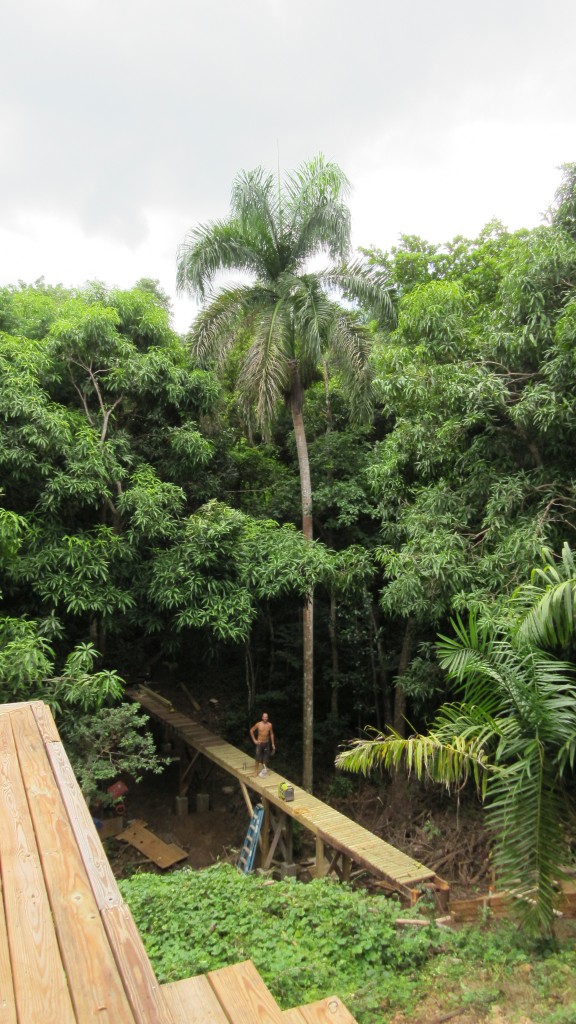 Bridge and Palm tree