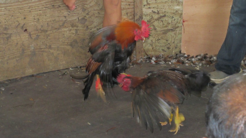 Cock fight