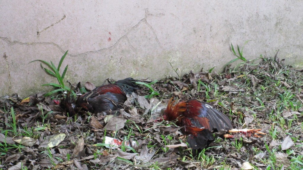 Dead roosters