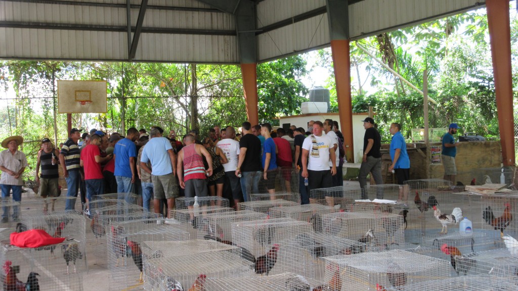 Pelea de gallos