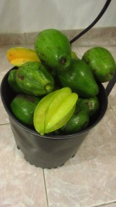 Bucket of avocados