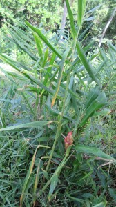 Ginger plant