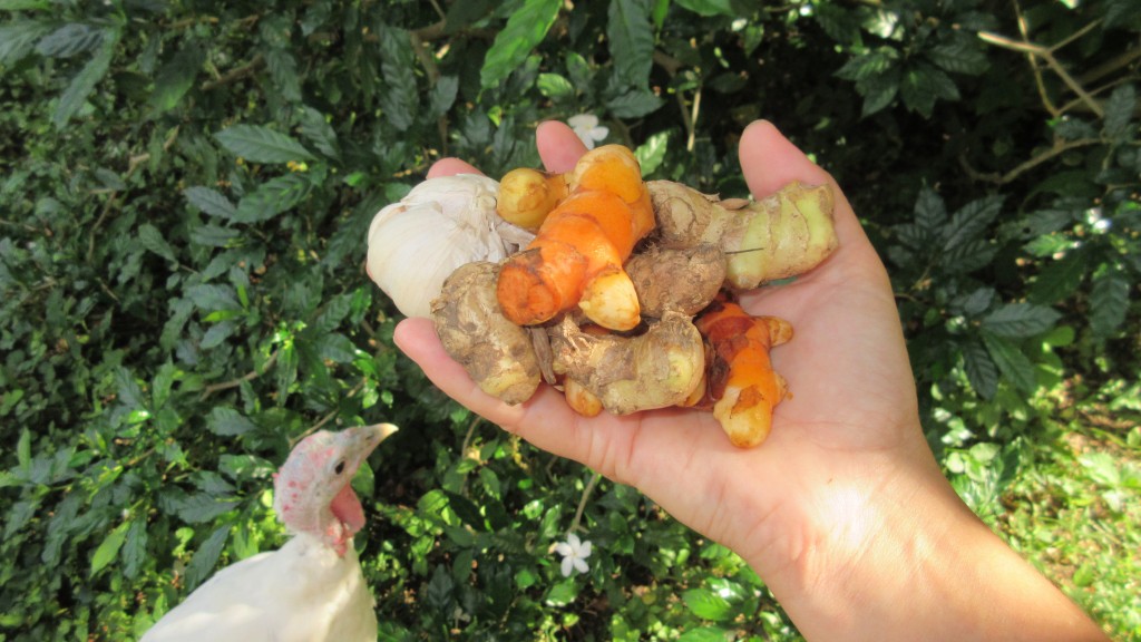 Medicinal plants turmeric ginger garlic