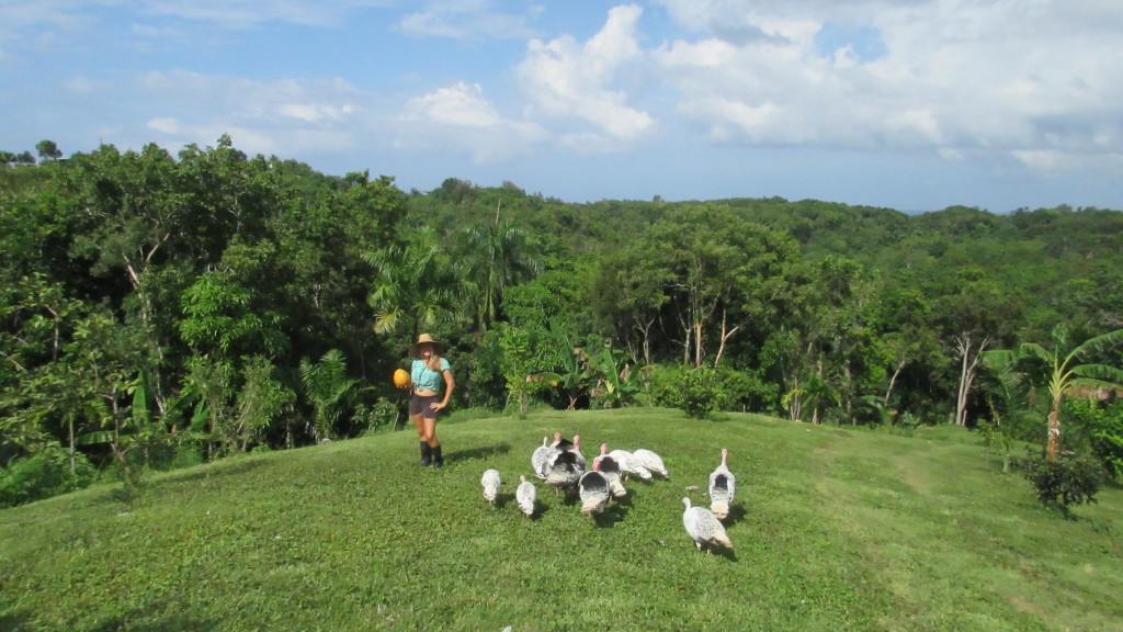 On the farm with turkeys and a papaya