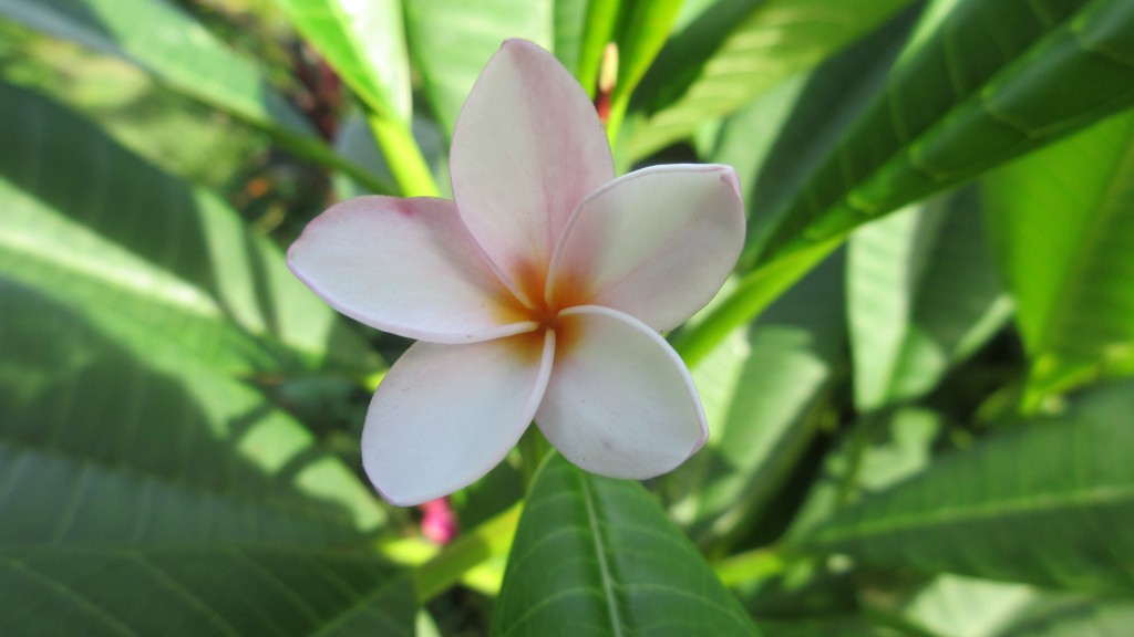 Plumeria