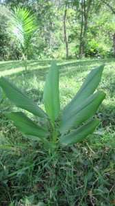 turmeric plant