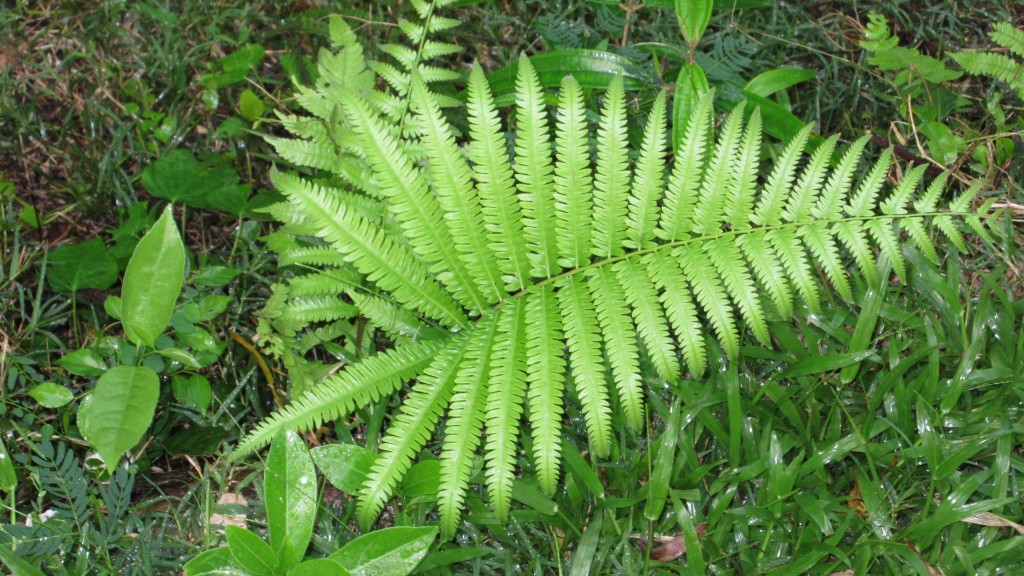 Fern