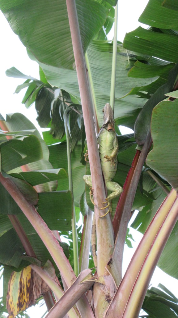 Iguana in banana tree