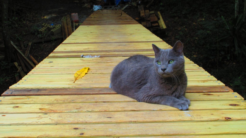 Kitty on the bridge