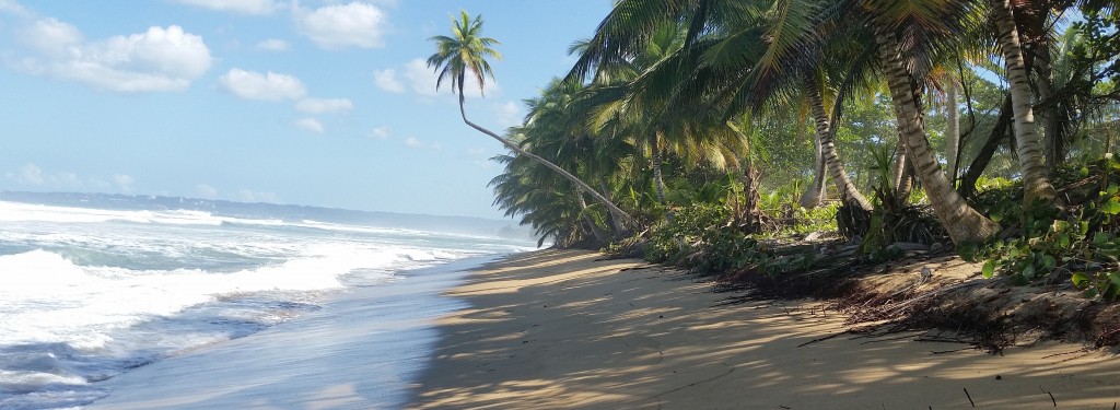 Beach palm tree