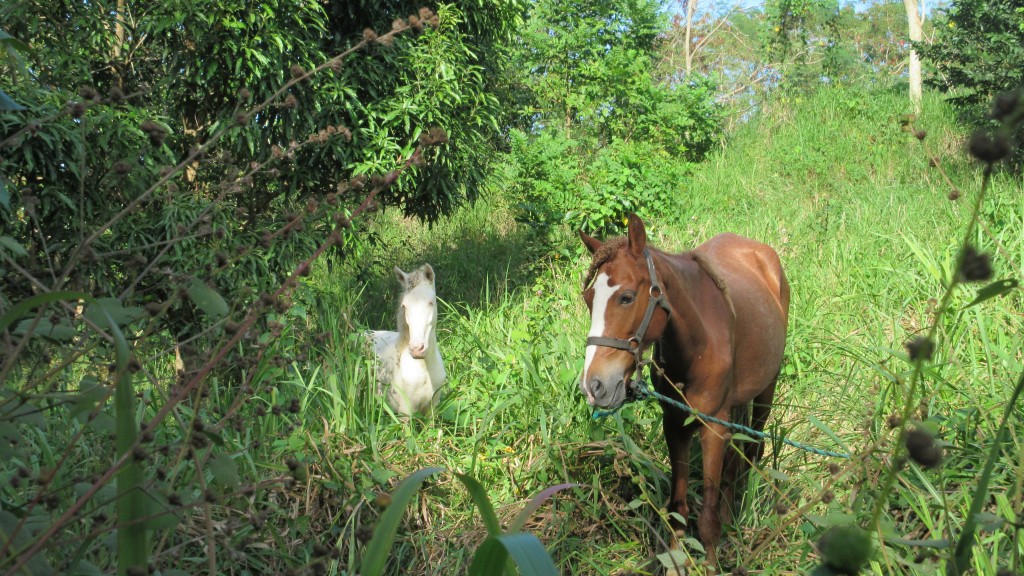 Horses