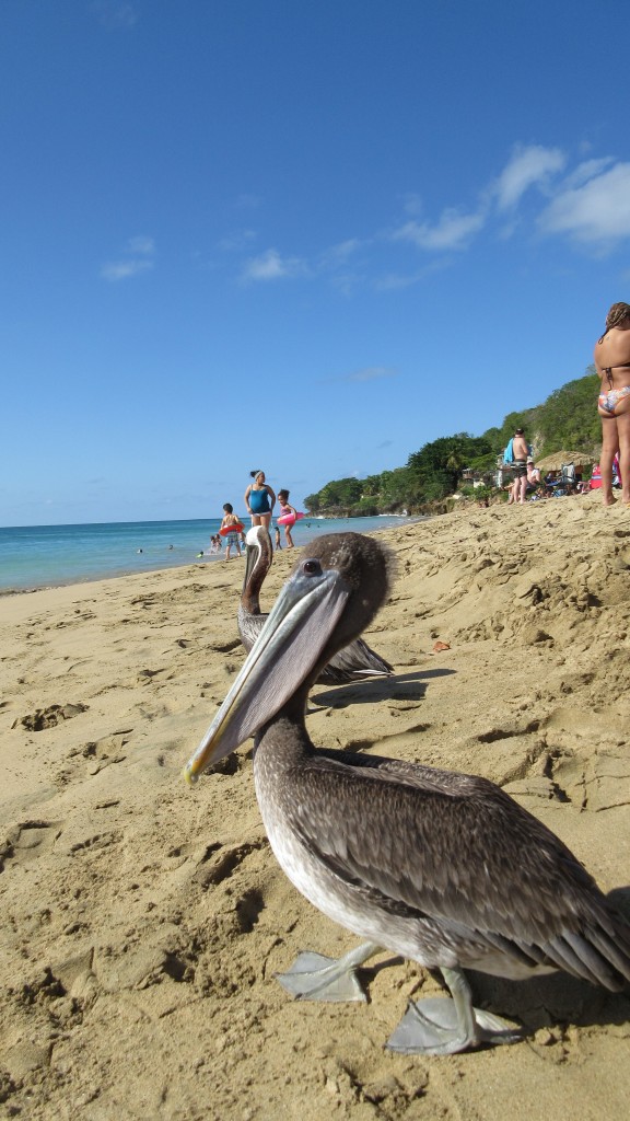 Pelican close up