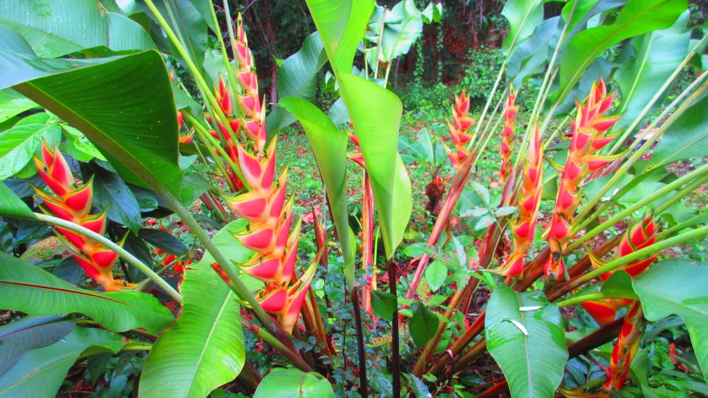 Bright Heliconias