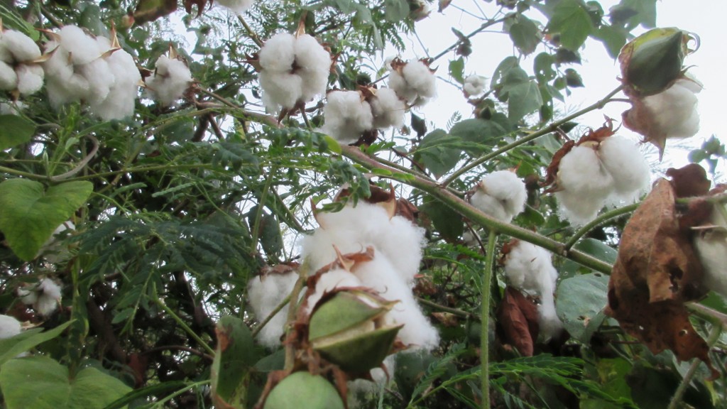 Cotton