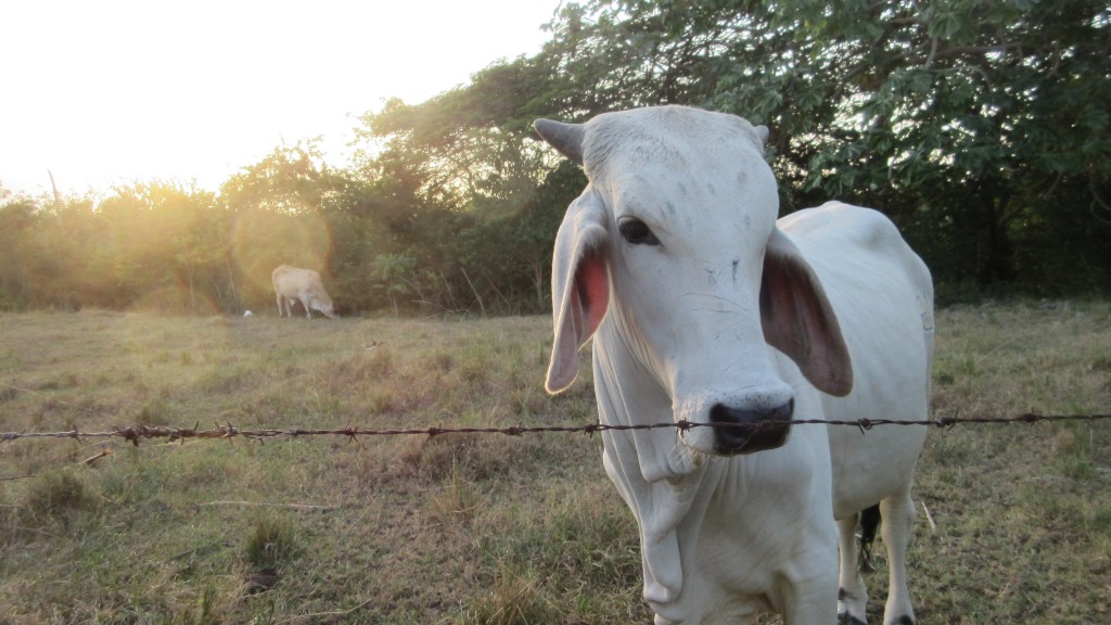 Cow bull