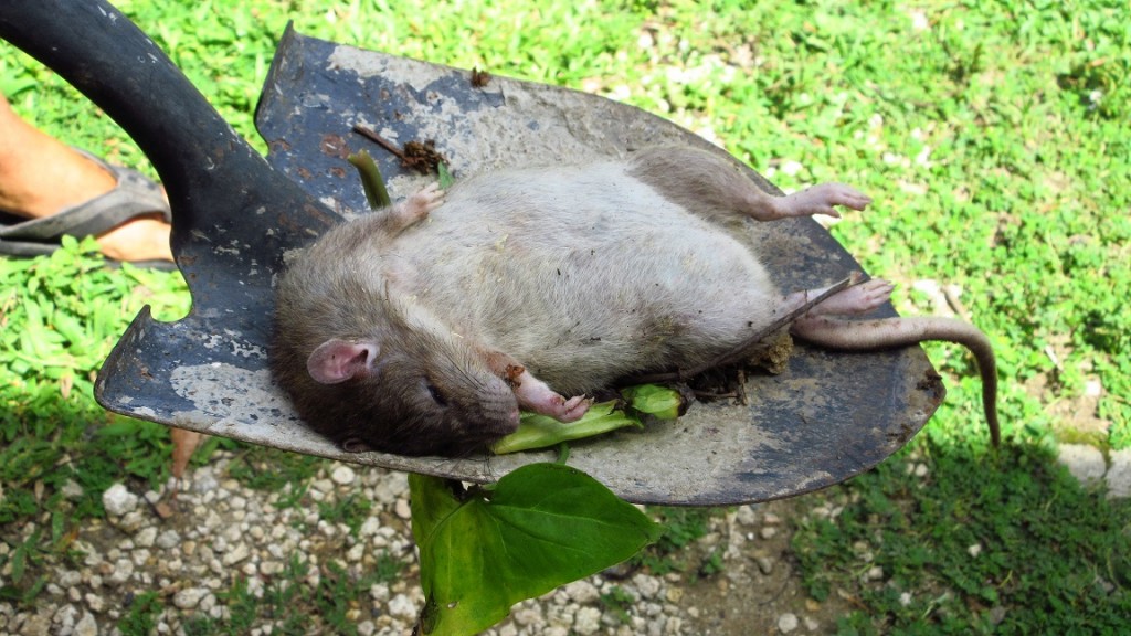 Dead Rat