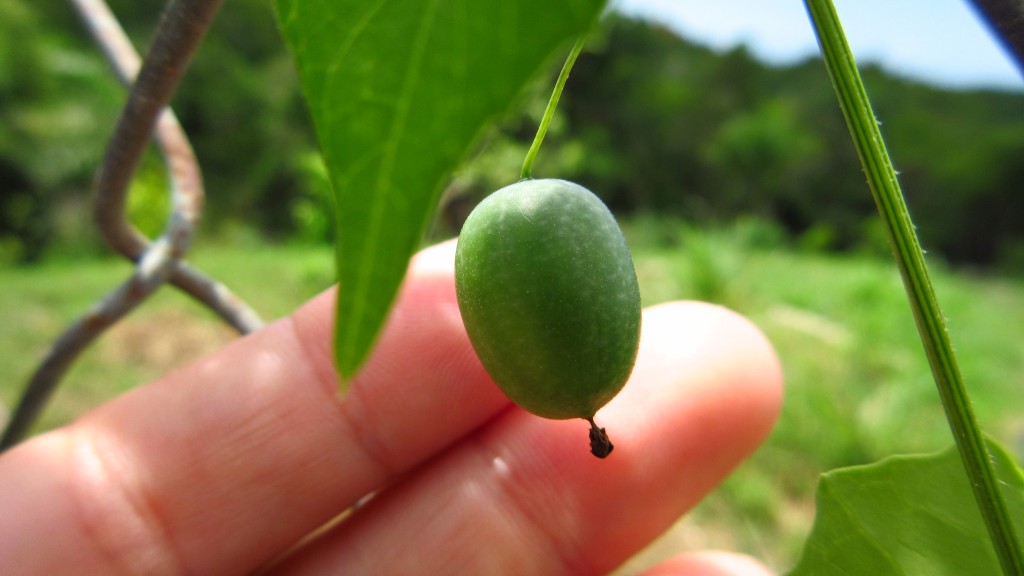 Mini watermelon cucumber