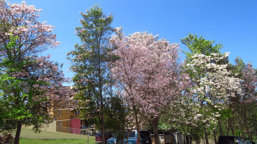 Flower trees