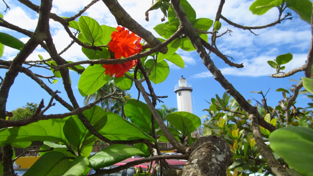 Lighthouse flowers