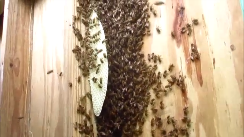 Bee removal 2