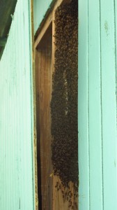 Bee time hive