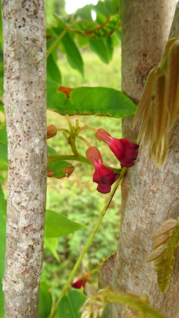 Bilimbe flower