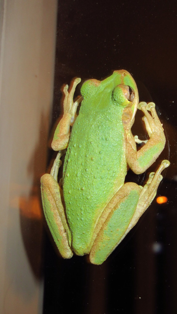 Bright green tree frog