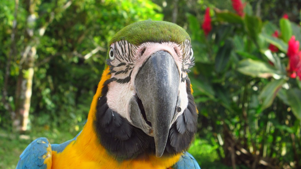 Close up parrot