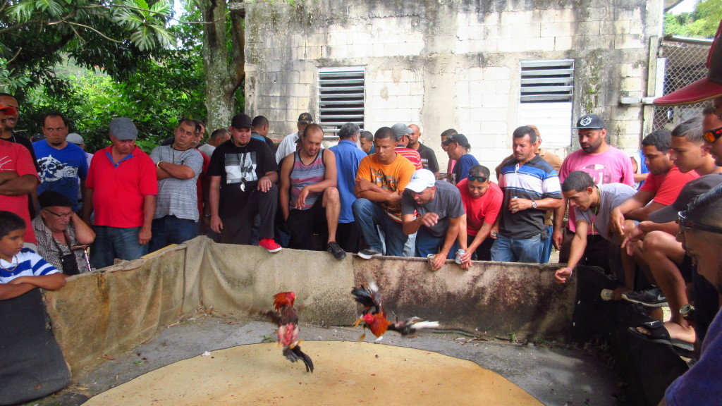 Country Cockfighting