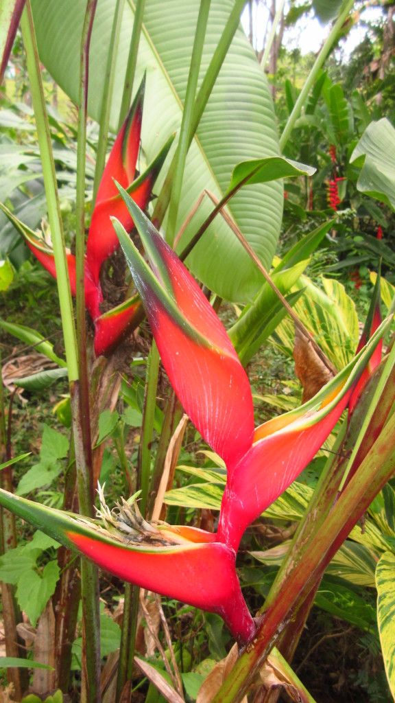 Heliconia