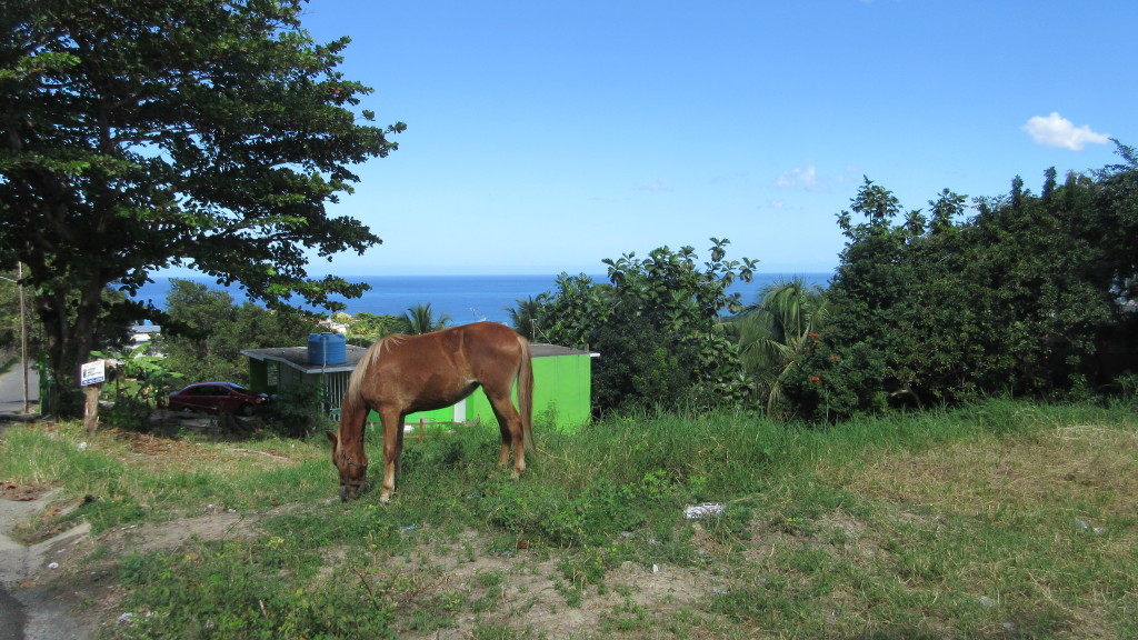 Horse and sea