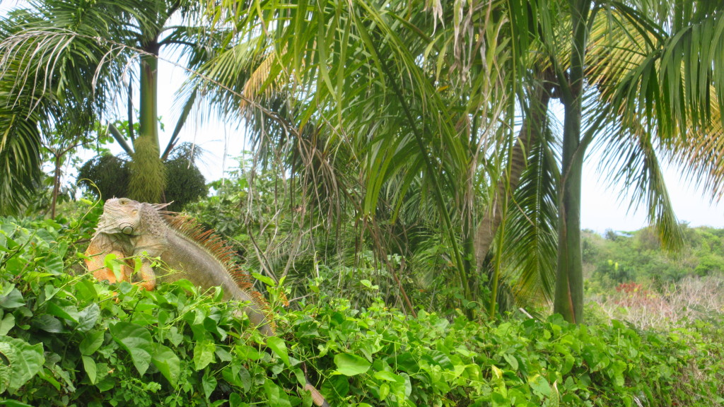 Iguana Neck strange sight