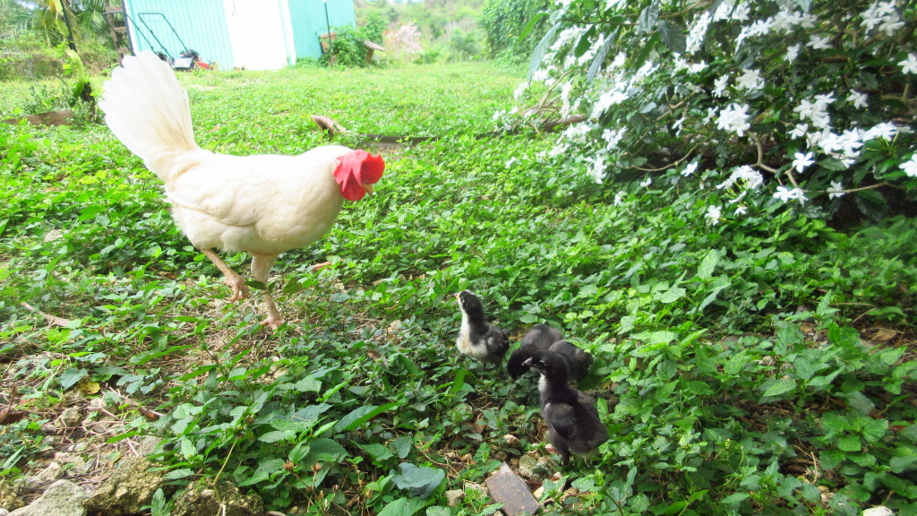 Leghorn and chicks