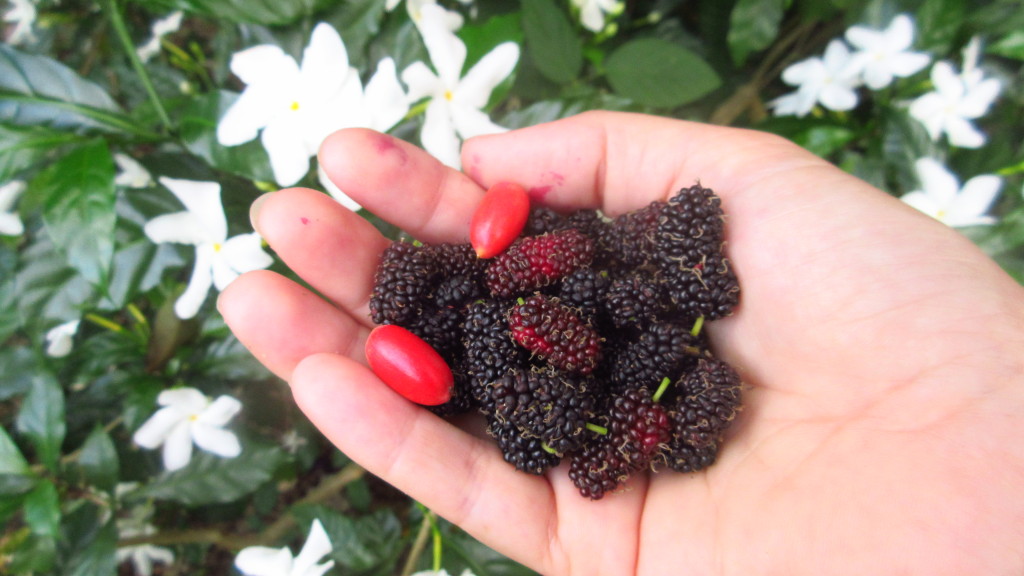 Mulberries and miracle fruit