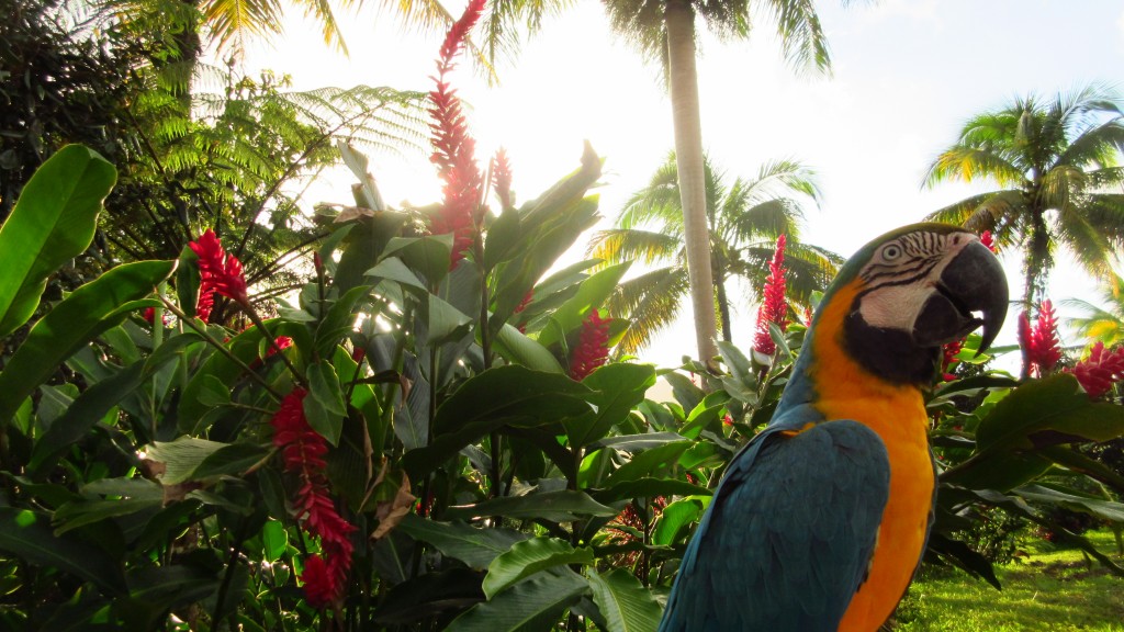 Paraiso with a parrot