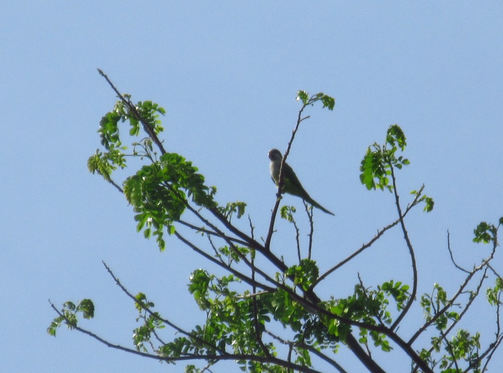 Parrot in the tree close